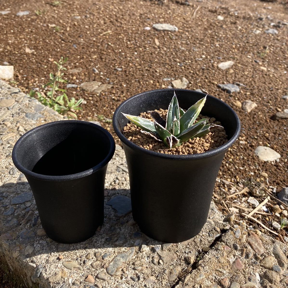 σ アガベ 児玉姫笹の雪 (児玉笹の雪) 3号 Agave victoria-reginae σ アガベ 児玉姫笹の雪 (児玉笹の雪) 3号 Agave victoria-reginae