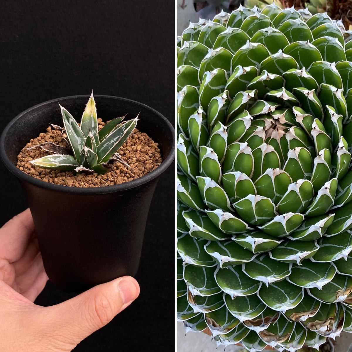 σ アガベ 児玉姫笹の雪 (児玉笹の雪) 3号 Agave victoria-reginae σ アガベ 児玉姫笹の雪 (児玉笹の雪) 3号 Agave victoria-reginae