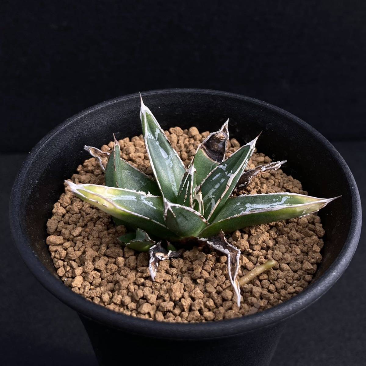 σ アガベ 児玉姫笹の雪 (児玉笹の雪) 3号 Agave victoria-reginae σ アガベ 児玉姫笹の雪 (児玉笹の雪) 3号 Agave victoria-reginae