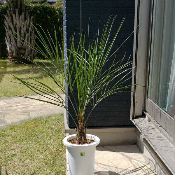 5*** here s cocos nucifera *** symbol tree garden tree potted plant **