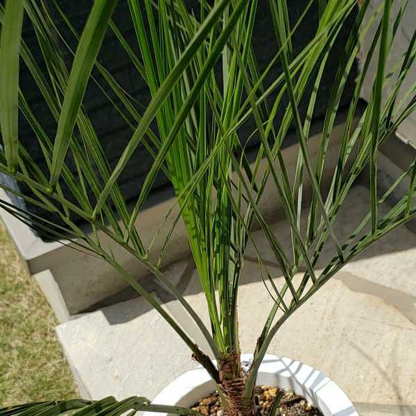 5*** here s cocos nucifera *** symbol tree garden tree potted plant **