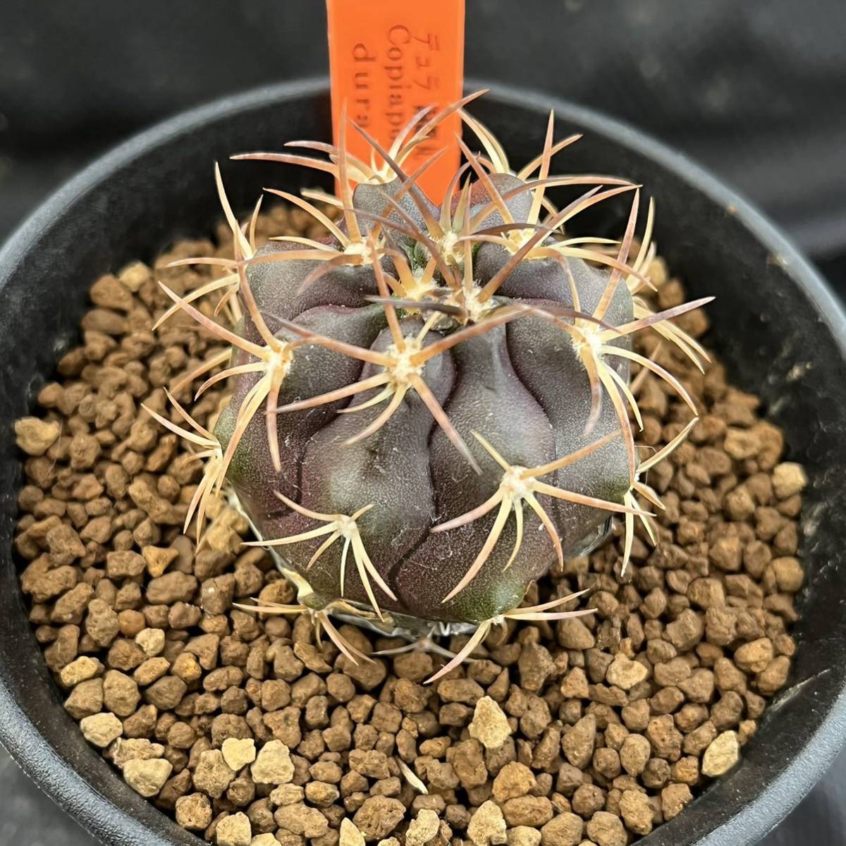 ☆サボテン・多肉植物☆824☆ コピアポア デュラ 銅鑼丸 実生 ☆サボテン・多肉植物☆824☆ コピアポア デュラ 銅鑼丸 実生