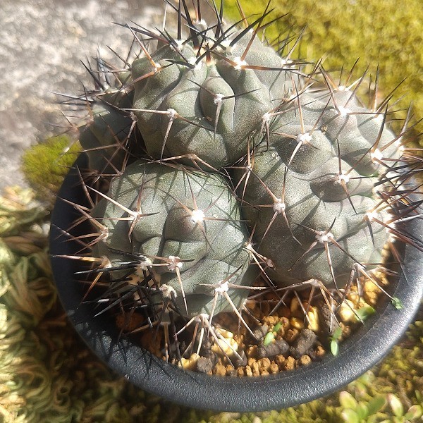黒王丸五頭 台付 サボテン 多肉植物 | peacoop.or.th
