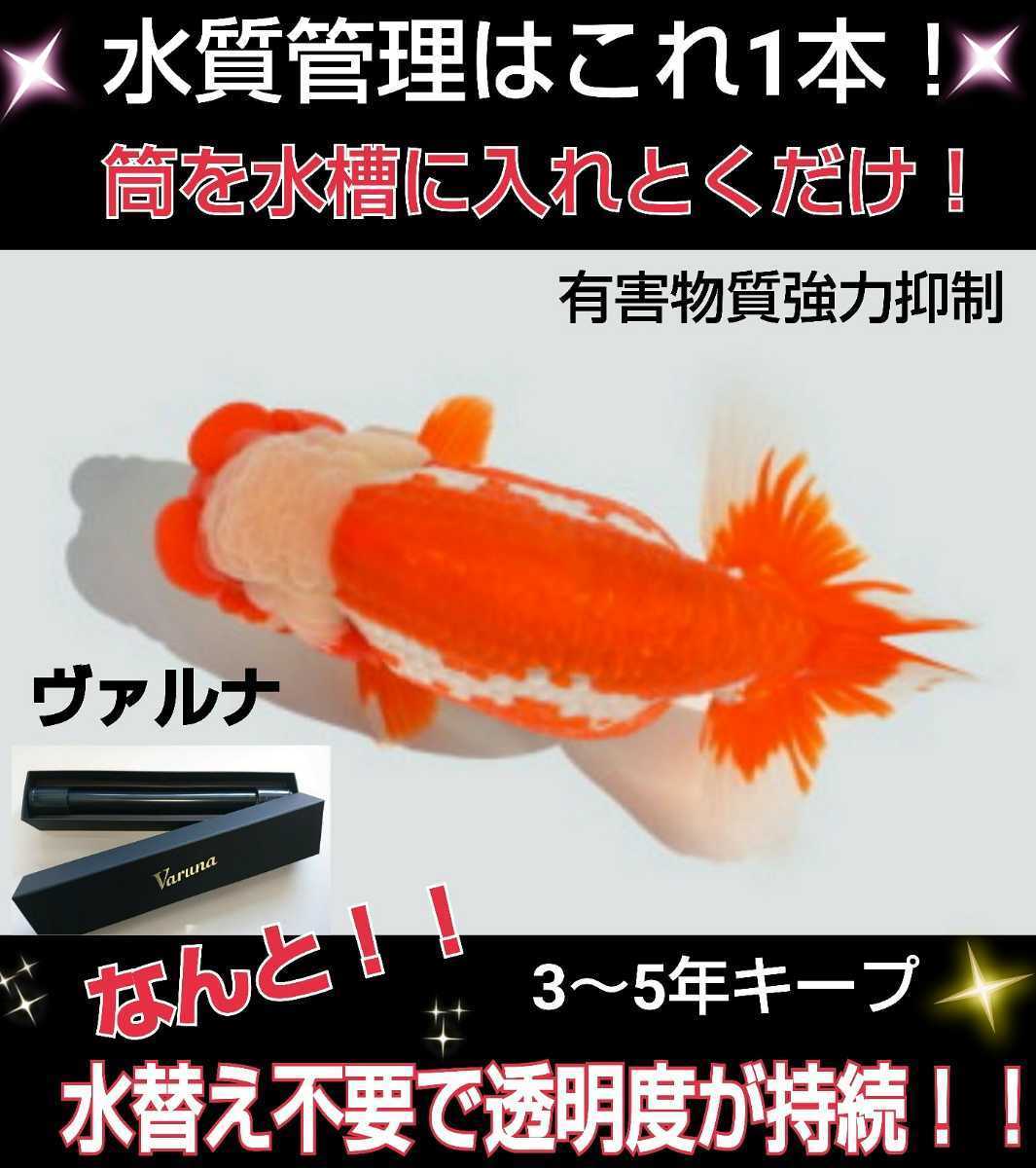 魚の病気がなくなります！【ヴァルナ8センチ】有害物質を強力抑制！病原菌や感染症を防ぎ透明度が抜群に！水槽に入れるだけ☆水替え不要に_らんちゅうの飼育者も絶賛！