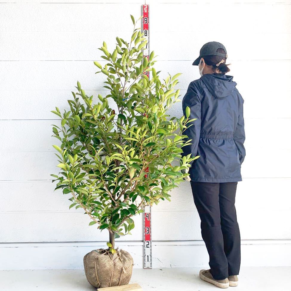 Yahoo!オークション - 榊 サカキ 約170cm 【苗木/植木/庭木/生垣 Yahoo!オークション - 榊 サカキ 約170cm 【苗木/植木/庭木/生垣