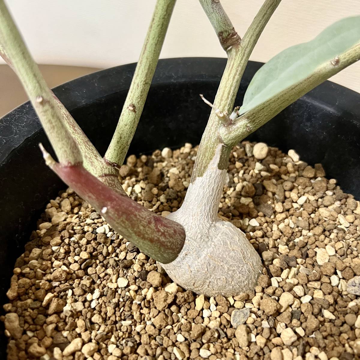 希少種 Adenia pechuelii アデニア ペチュエリー 挿木 山木 塊根 希少種 Adenia pechuelii アデニア ペチュエリー 挿木 山木 塊根