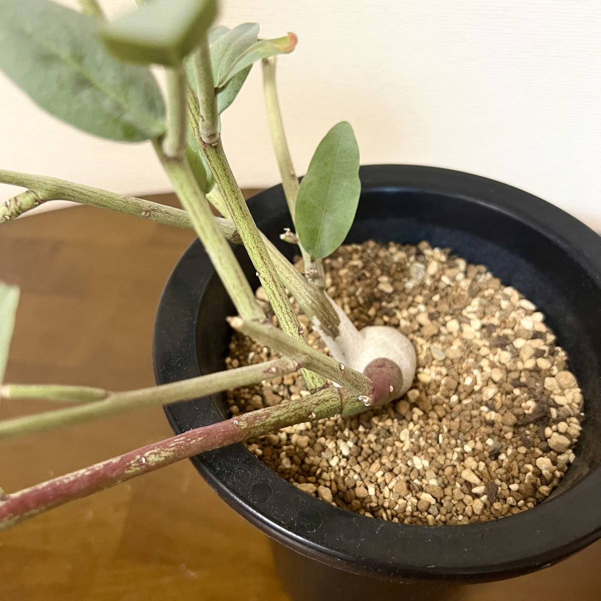 希少種 Adenia pechuelii アデニア ペチュエリー 挿木 山木 塊根 希少種 Adenia pechuelii アデニア ペチュエリー 挿木 山木 塊根