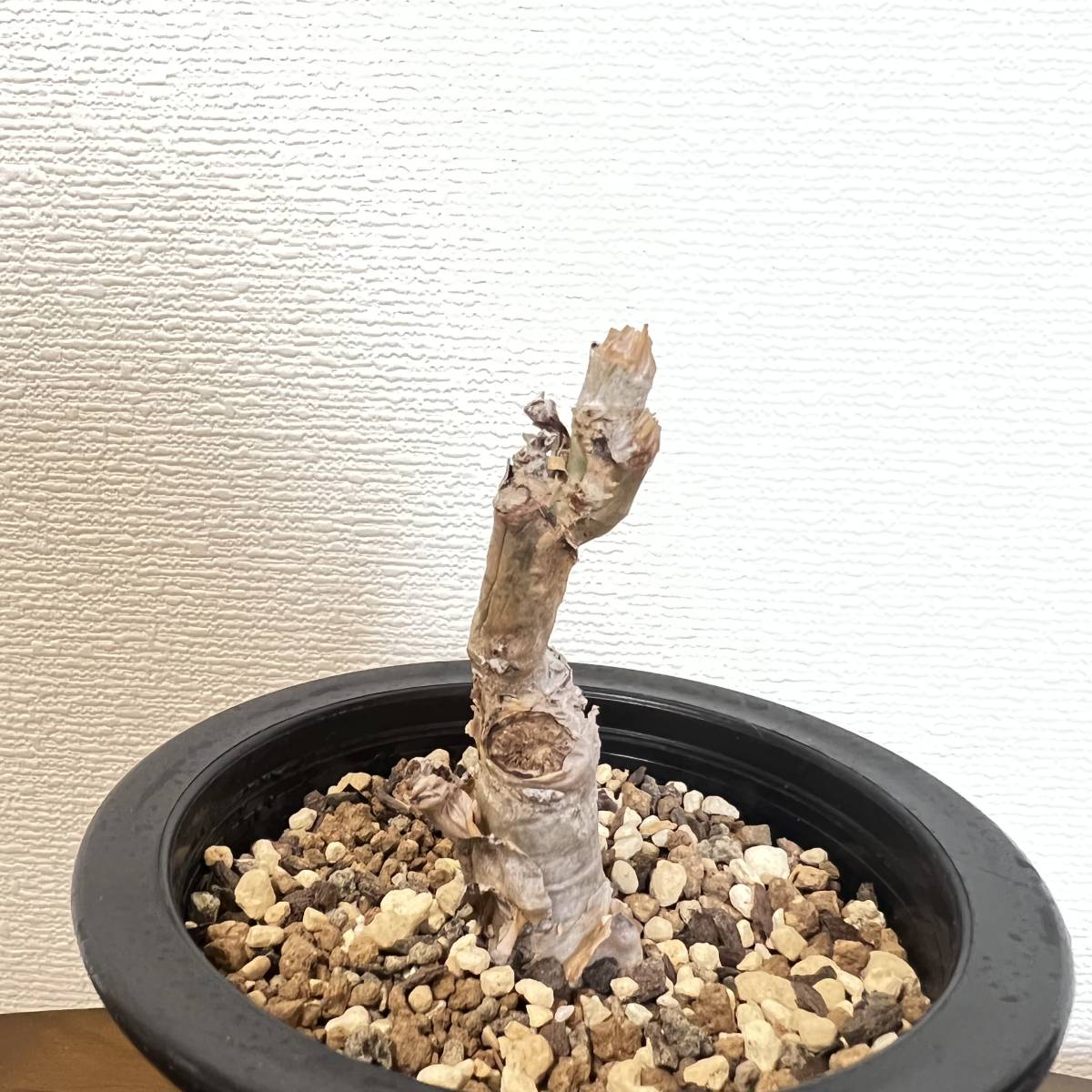 希少種 Cyphostemma Seitzianum キフォステンマ セイチアナ 挿木 山木