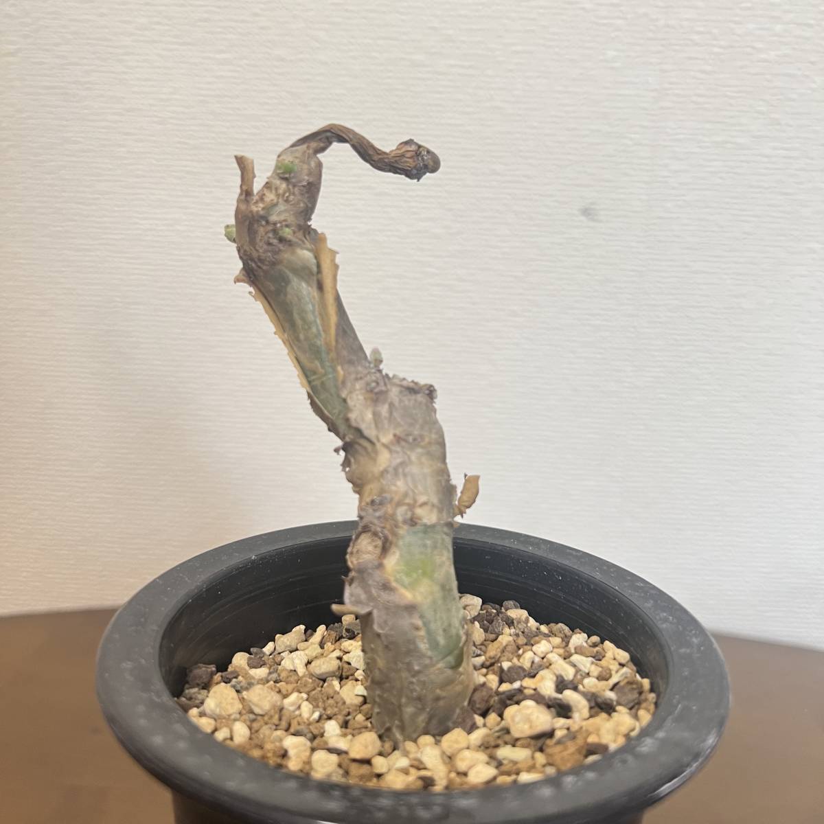 希少種 Cyphostemma Seitzianum キフォステンマ セイチアナ 挿木 希少種 Cyphostemma Seitzianum キフォステンマ セイチアナ 挿木