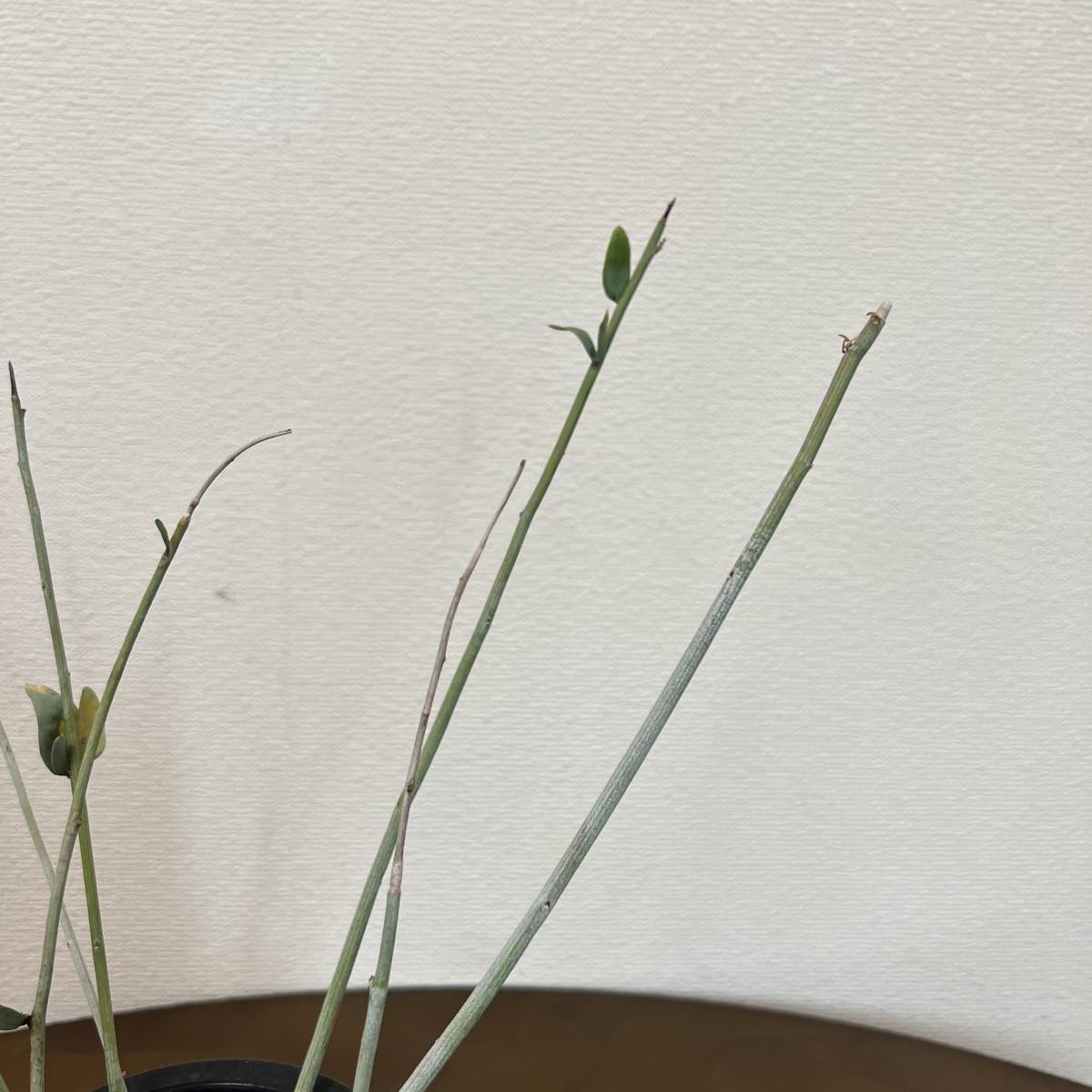 最後の出品 希少種 Adenia pechuelii アデニア ペチュエリー 最後の出品 希少種 Adenia pechuelii アデニア ペチュエリー