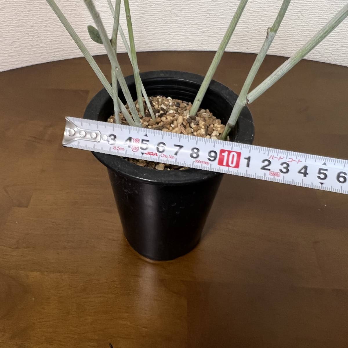 最後の出品 希少種 Adenia pechuelii アデニア ペチュエリー 最後の出品 希少種 Adenia pechuelii アデニア ペチュエリー
