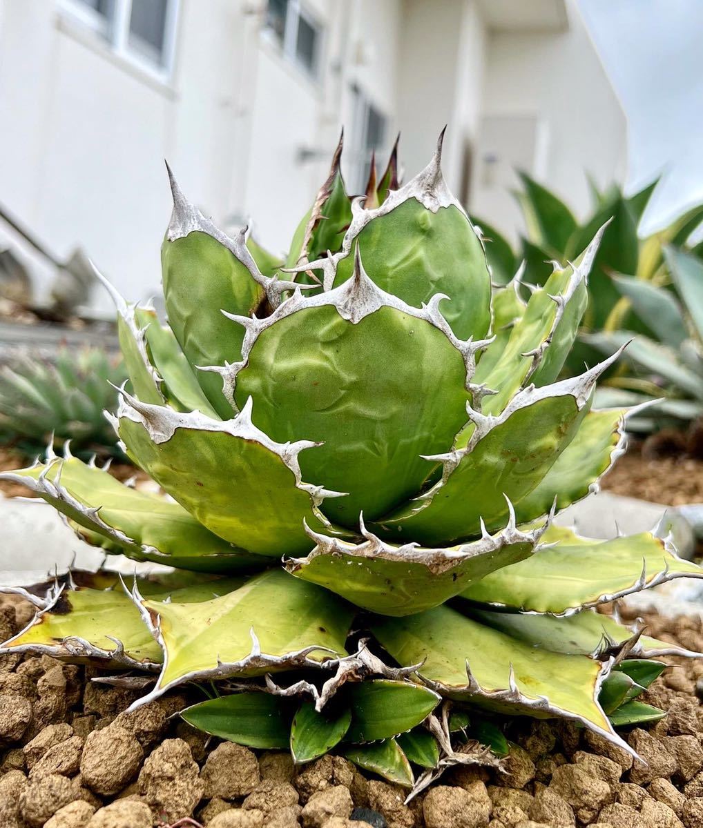 Yahoo!オークション - Agave Titanota Variegated Jade Yahoo!オークション - Agave Titanota Variegated Jade
