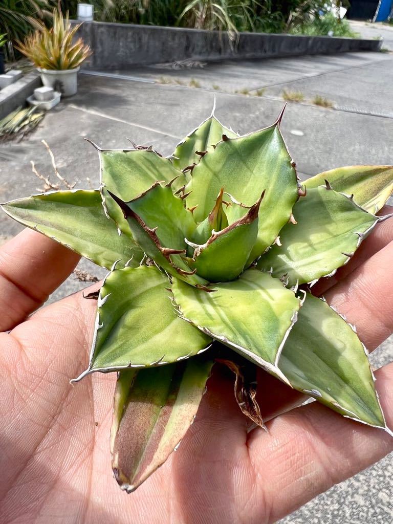 Yahoo!オークション - Agave Titanota Variegated Jade Yahoo!オークション - Agave Titanota Variegated Jade