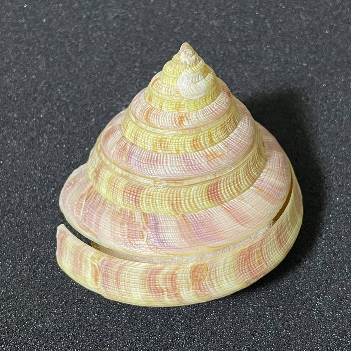 貝殻 標本 リュウグウオキナエビス 小型 腰高型 美品 貝殻 標本 リュウグウオキナエビス 小型 腰高型 美品