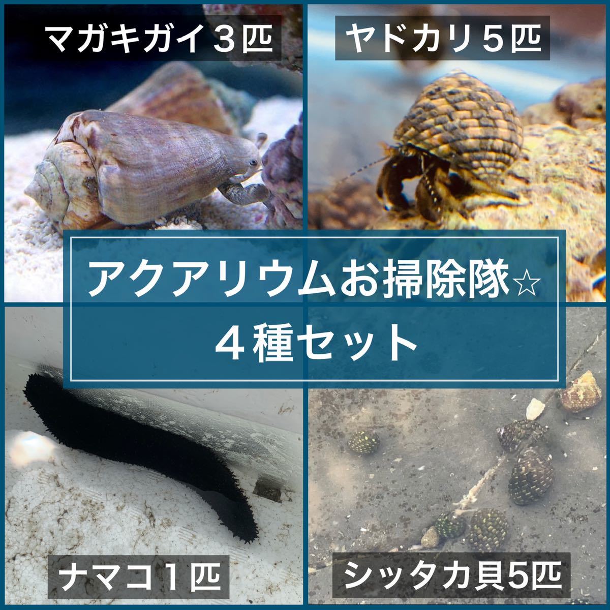 ☆日本の職人技☆ シッタカガイ 5匹セット fkip.upy.ac.id ☆日本の職人技☆ シッタカガイ 5匹セット fkip.upy.ac.id