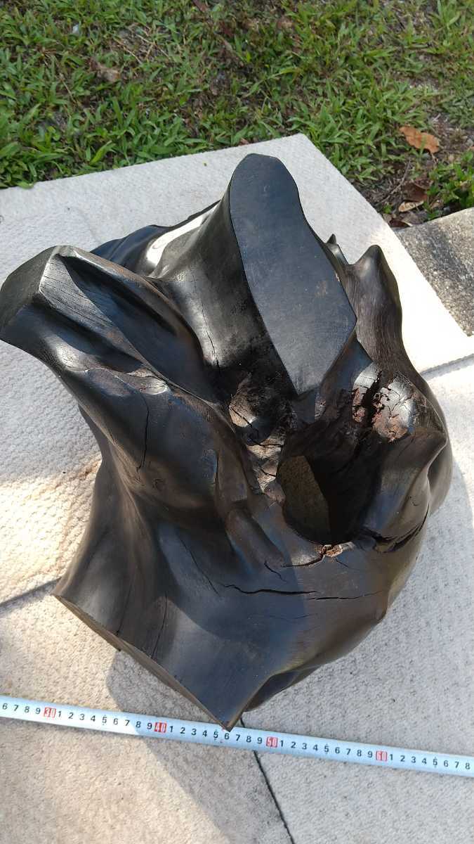 小笠原桑 絶滅危惧種1A 希少銘木 世界自然遺産 lram-fgr.ma