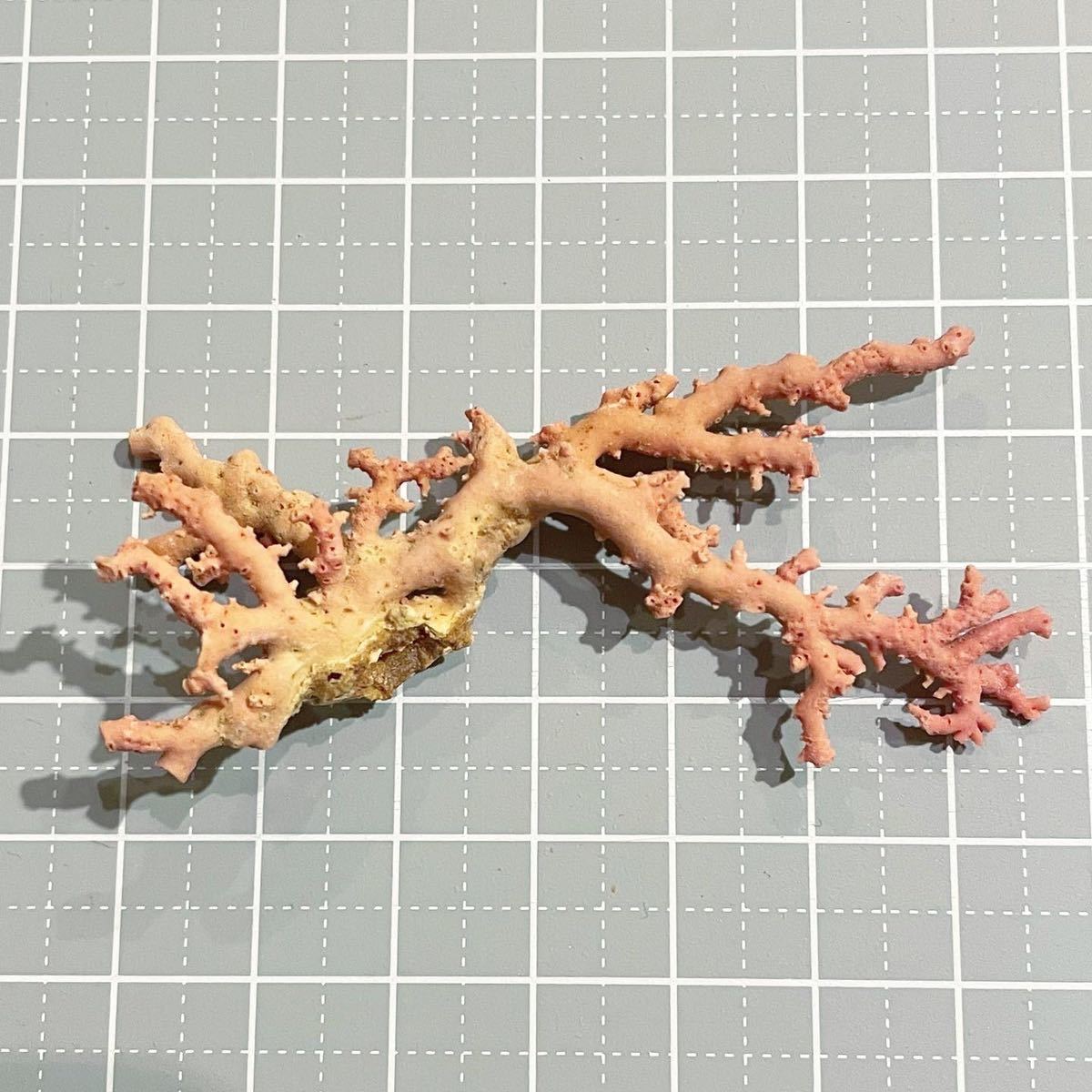 セミサンゴ　セミ珊瑚　ピンク珊瑚　ピンクサンゴ　ミンダナオ島産　木枝 珊瑚 ルース 瑚原 原木 天然 サーモンピンク　貝殻　水槽　シェル_画像1