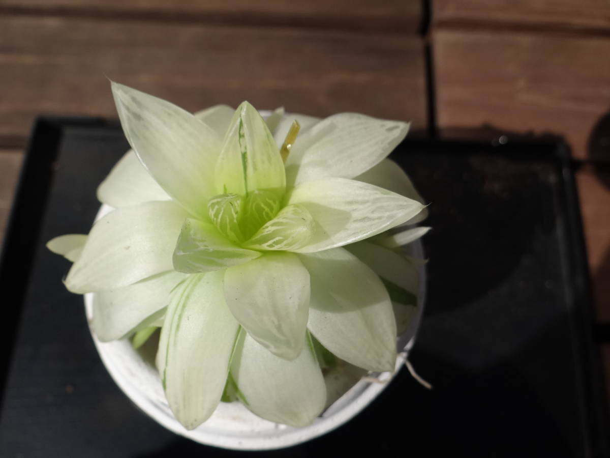 ヤフオク 多肉植物 ハオルチア 京の華錦