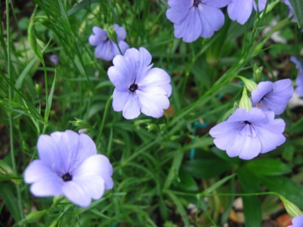 H 7 ビスカリア ブルーエンジェル 粒 花の種 21年採種 種 売買されたオークション情報 Yahooの商品情報をアーカイブ公開 オークファン Aucfan Com