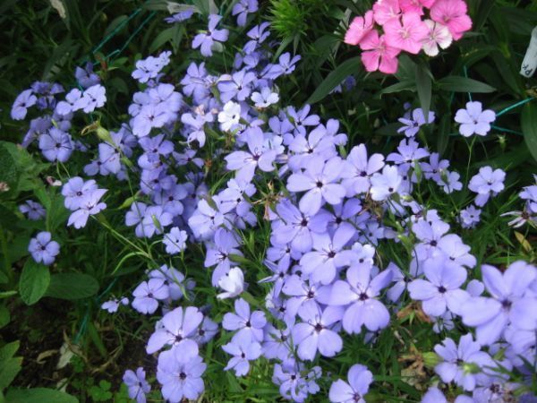 H 7 ビスカリア ブルーエンジェル 粒 花の種 21年採種 種 売買されたオークション情報 Yahooの商品情報をアーカイブ公開 オークファン Aucfan Com