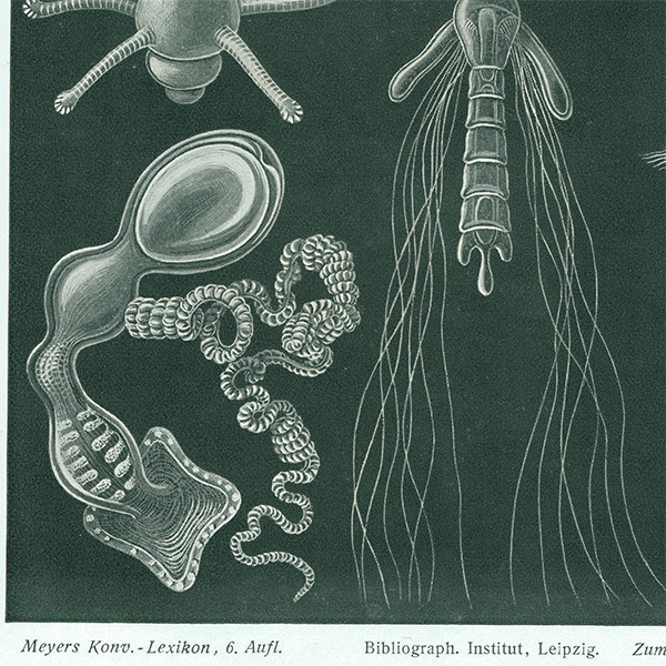 海外 正規品】 海洋生物 淡水藻類(プランクトン)のアンティーク