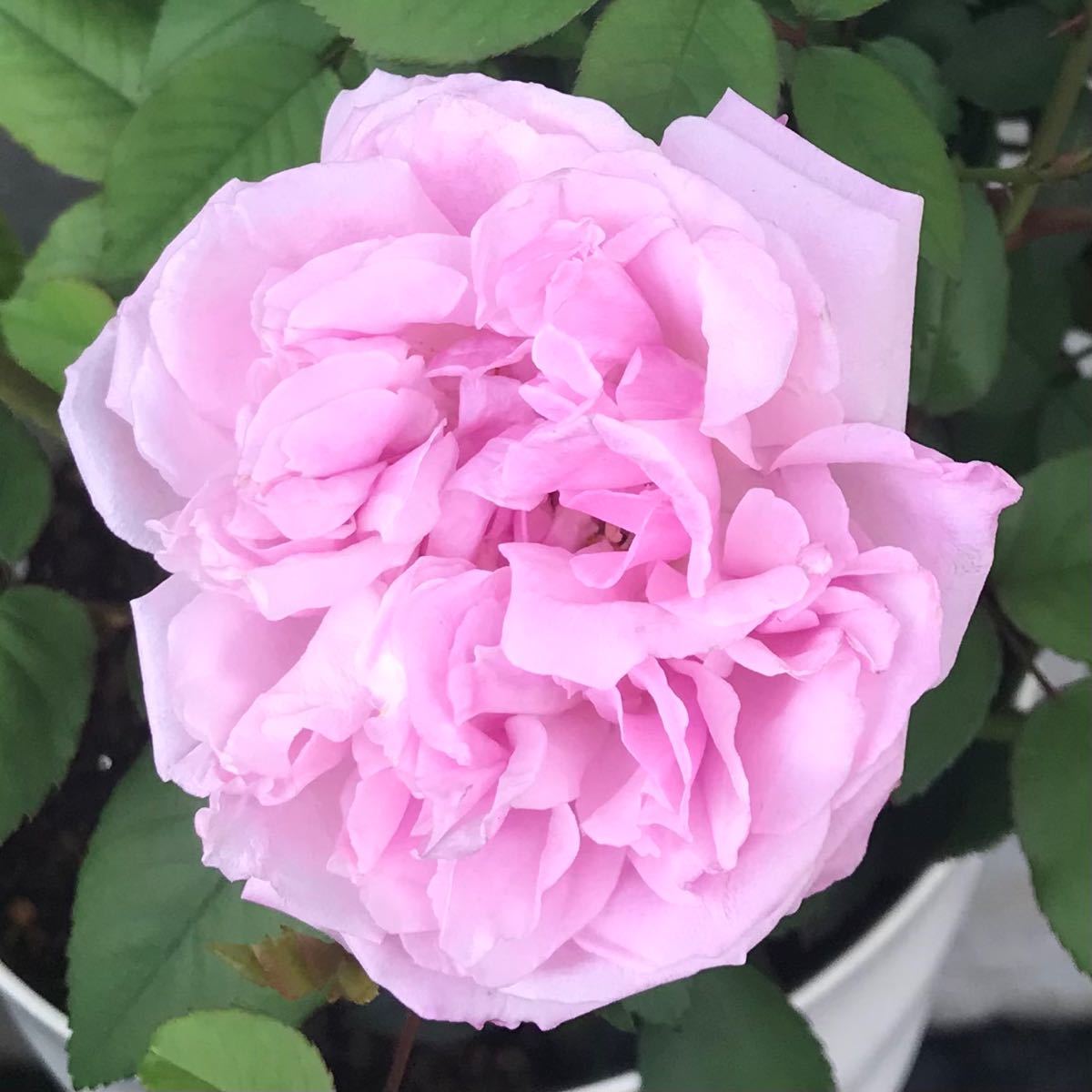 庚申薔薇】コウシンバラ 食用バラ バラ苗|Yahoo!フリマ(旧 庚申薔薇】コウシンバラ 食用バラ バラ苗|Yahoo!フリマ(旧