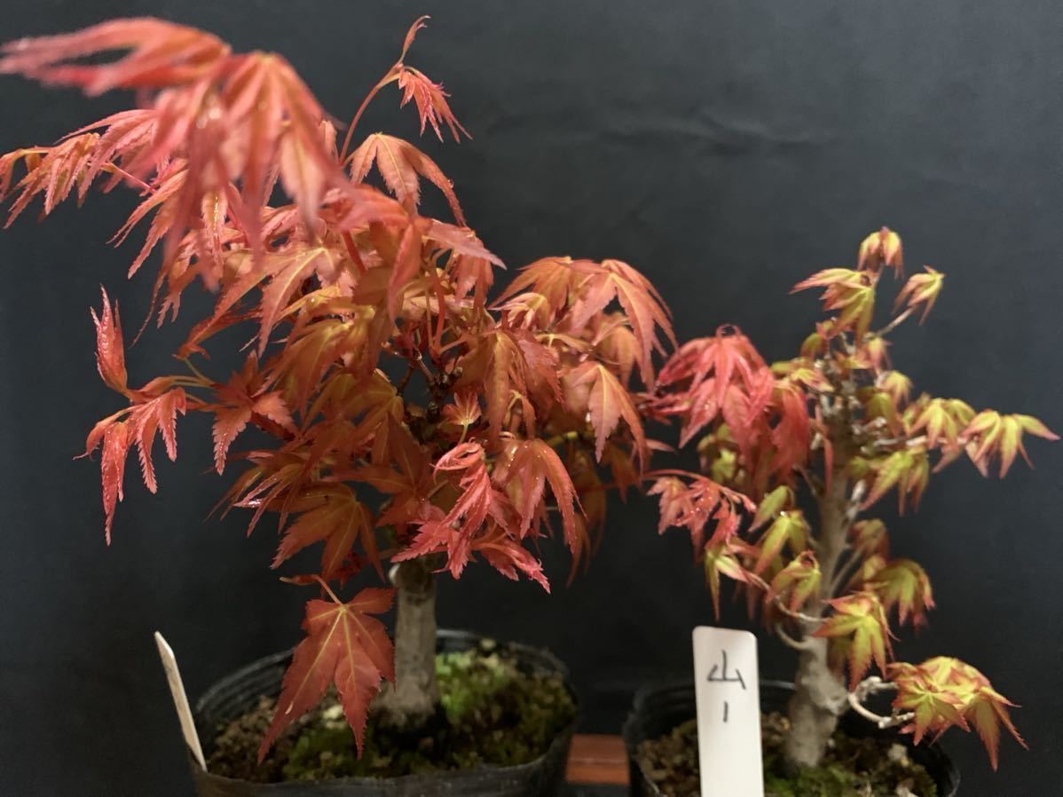紅千鳥もみじ 小品盆栽 M 紅千鳥もみじ 小品盆栽 M