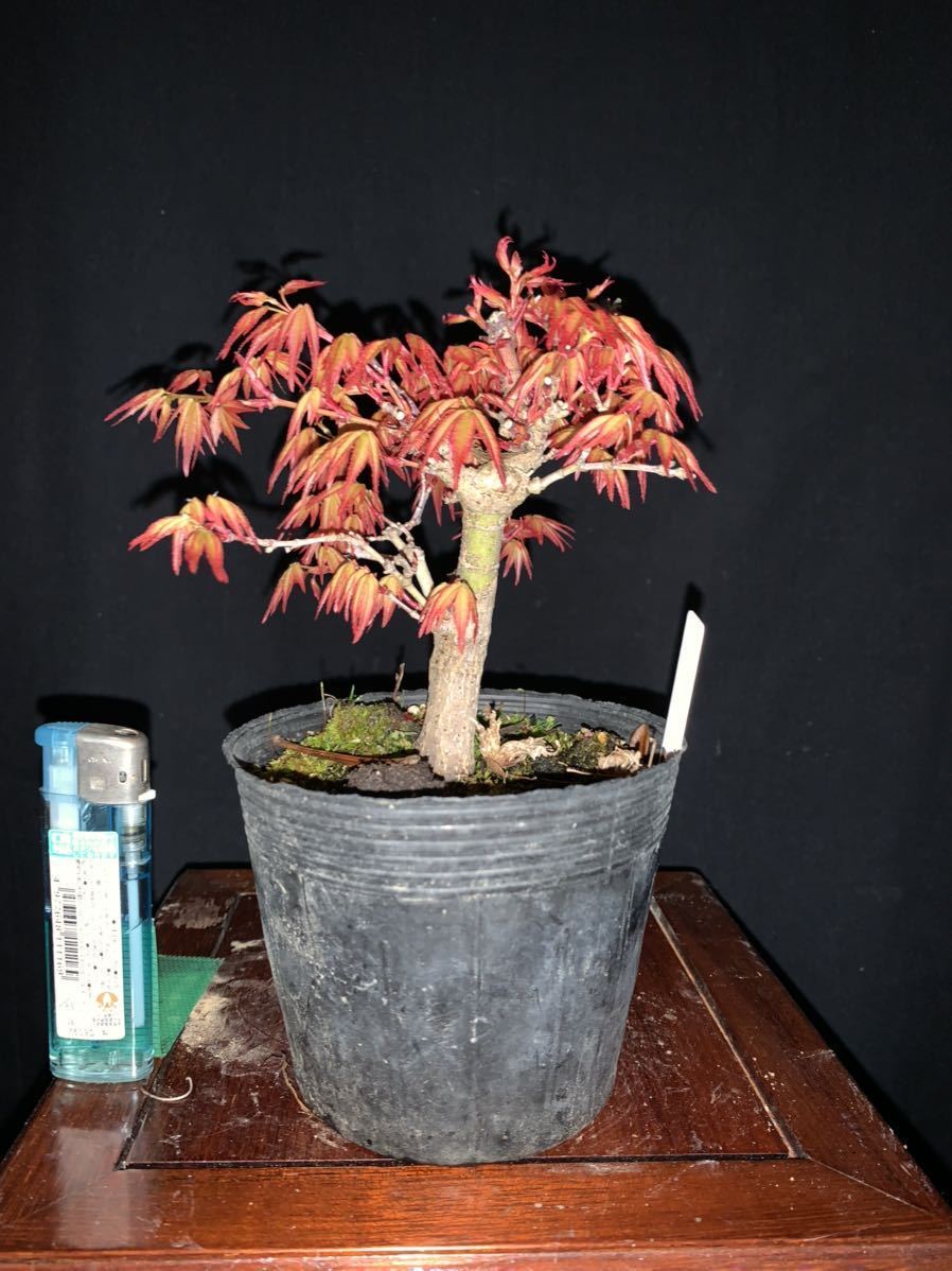 紅千鳥もみじ 小品盆栽 M 紅千鳥もみじ 小品盆栽 M