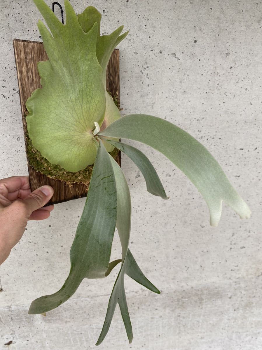 P.willinckii 白 ウィリンキー ビカクシダ コウモリラン | www