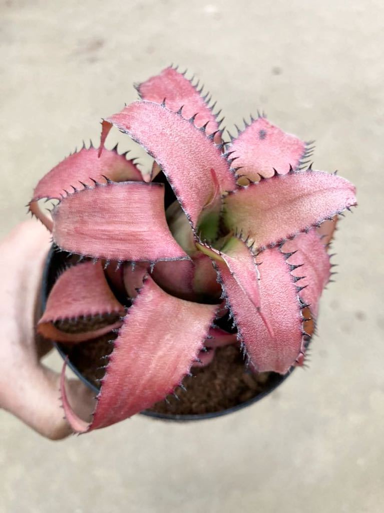 ネオレゲリア・ペンデュラ Neoregelia pendula - 観葉植物