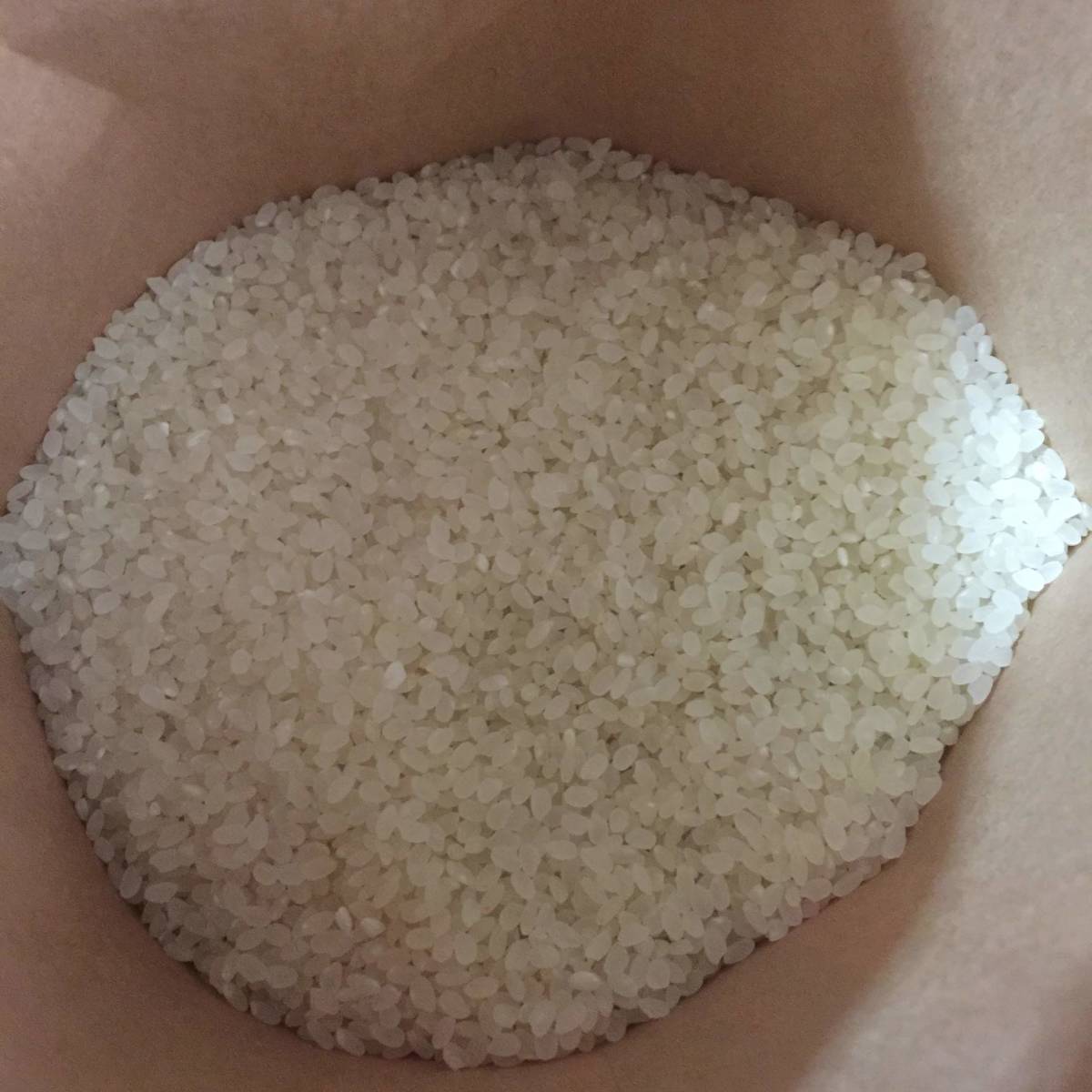 コシヒカリ 5kg 早期米　宮崎県産　乾式無洗米　農家からの直送米 2021年7月収穫_画像2