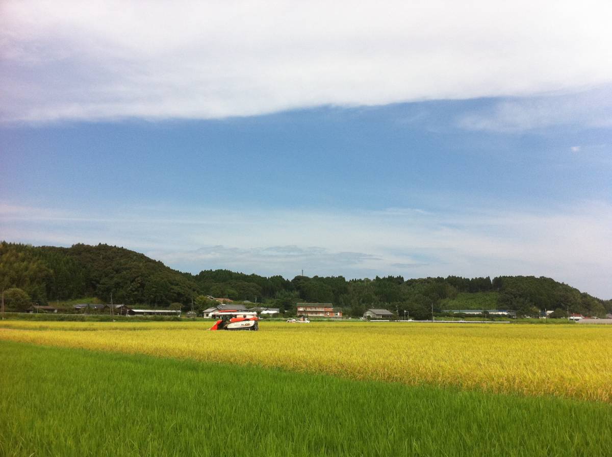 コシヒカリ 5kg 早期米　宮崎県産　乾式無洗米　農家からの直送米 2021年7月収穫_画像4