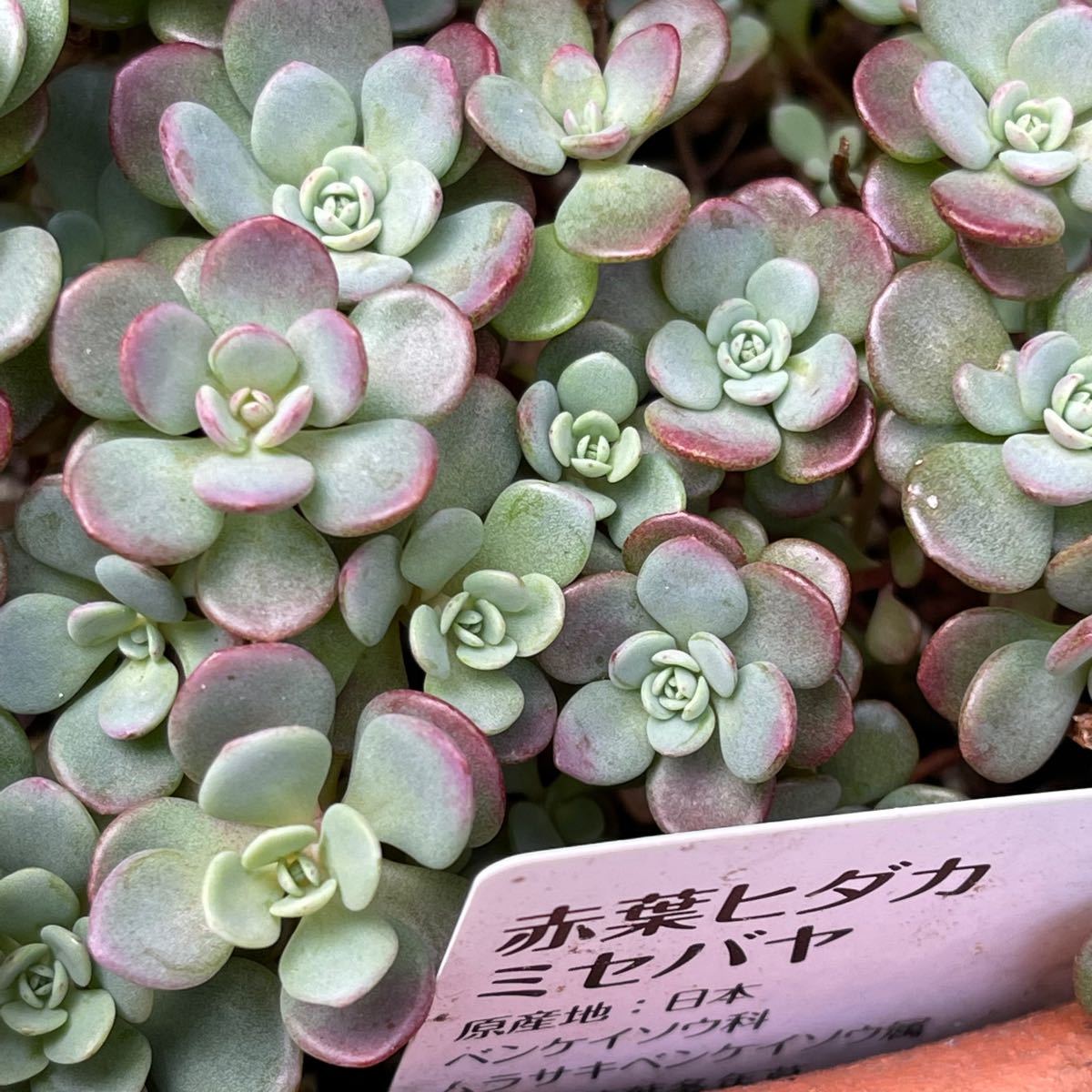 多肉植物 赤葉カラフトミセバヤ 赤葉ヒダカミセバヤ カット苗 多肉植物 赤葉カラフトミセバヤ 赤葉ヒダカミセバヤ カット苗