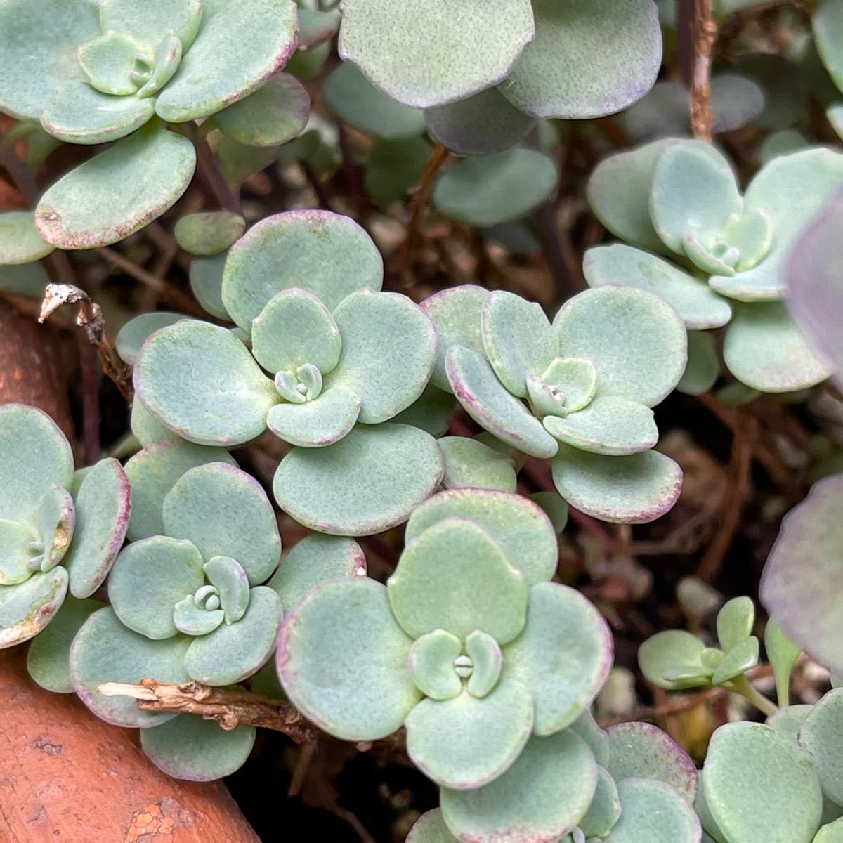 Paypayフリマ 多肉植物 赤葉カラフトミセバヤ 赤葉ヒダカミセバヤ カット苗