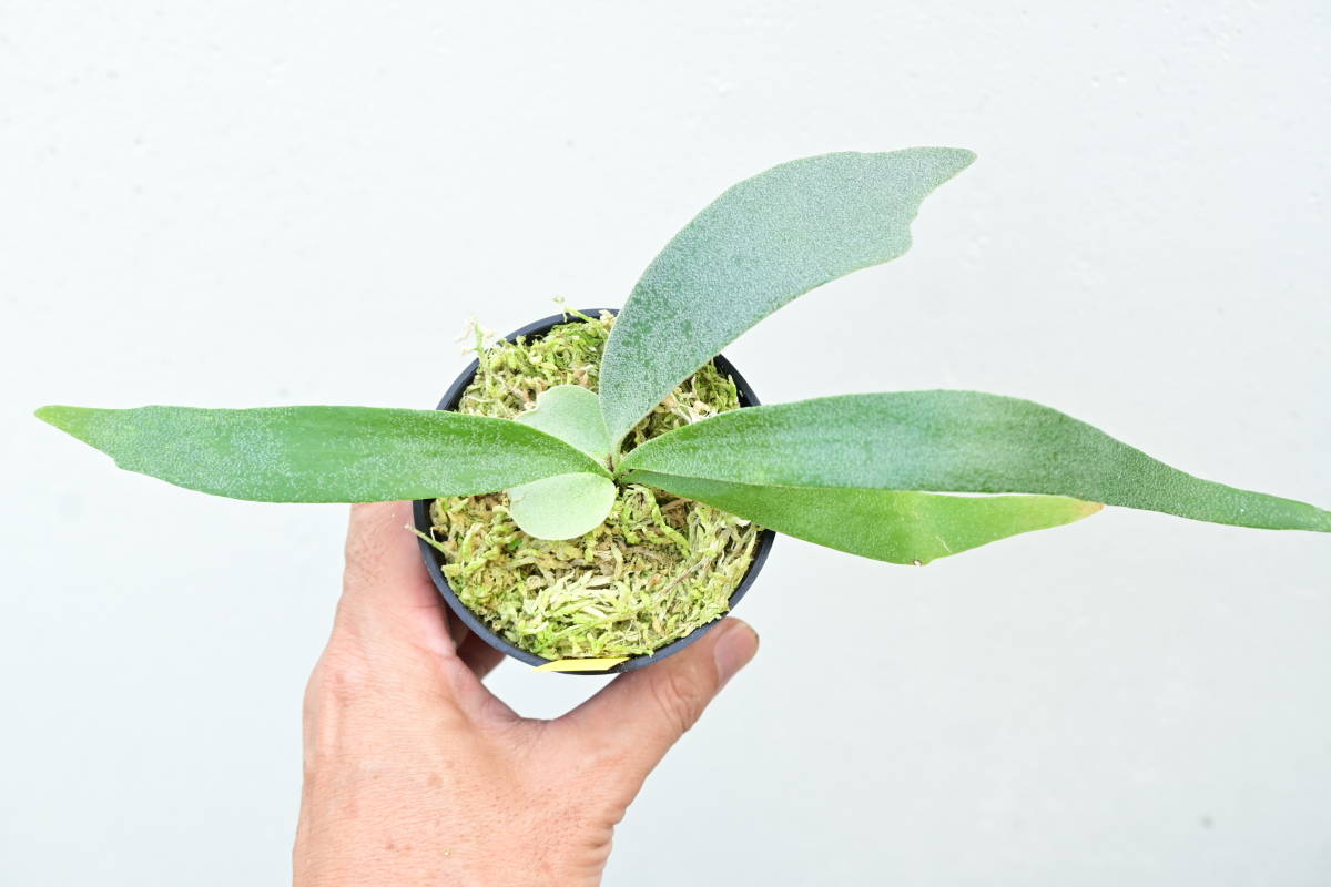 P.willinckii 'Dwarf Tatsuta'⑥ @bikamori.com ビカクシダ
