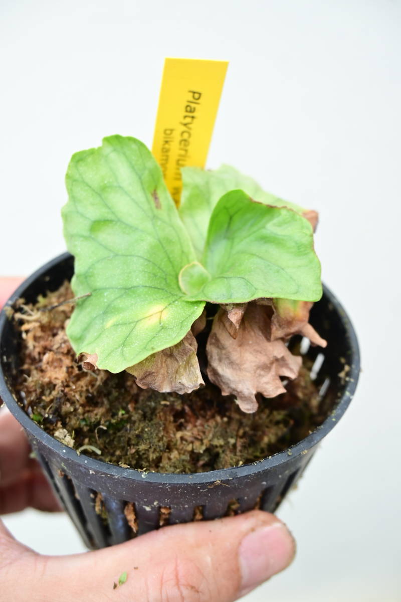 P.wandae dwarf② @bikamori.com ビカクシダ ワンダエドワーフ