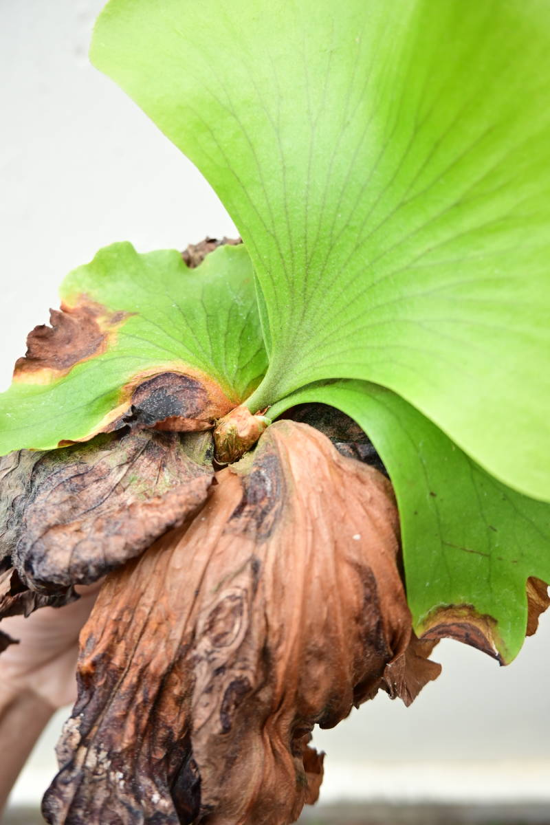P.surinarium(P.coronarium × P.wandae)③ @bikamori.com スリナリウム ビカクシダ