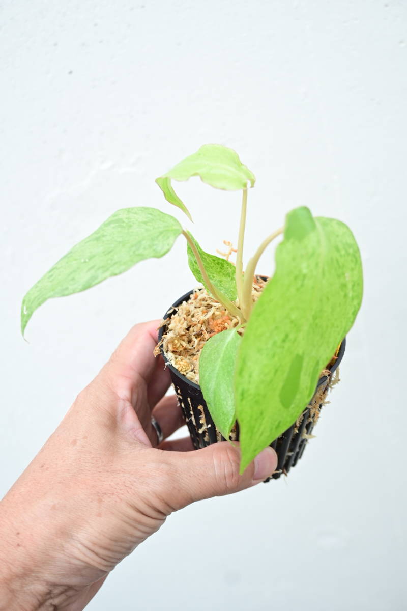 Philodendron Paraiso Verde Variegated① 　　@bikamori.com フィロデンドロン パライソヴェルデ 斑入り