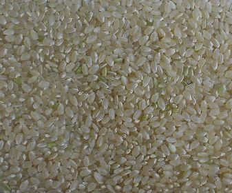 ***令和3年産　新潟こしひかり玄米5kg/玄米のまま/特別栽培米減農薬・減化学肥料栽培_画像4