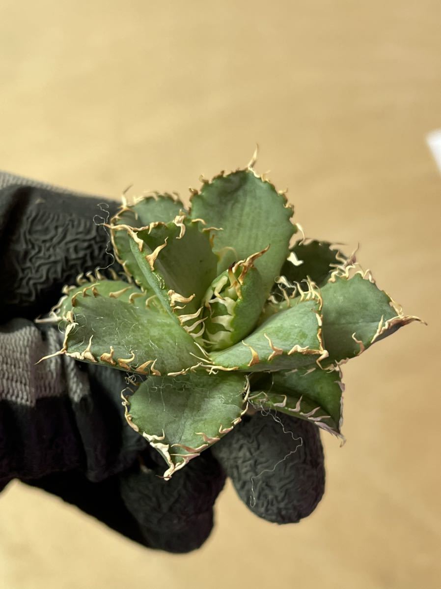 多肉植物アガベ チタノタ フィリグリー 圓葉拇指極上株c 多肉植物アガベ チタノタ フィリグリー 圓葉拇指極上株c