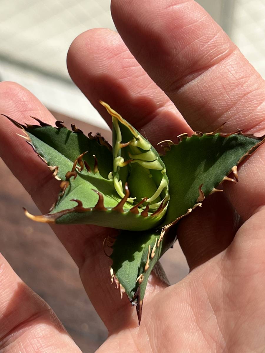 アガベ チタノタ レッドキャットウィーズル① agave titanota