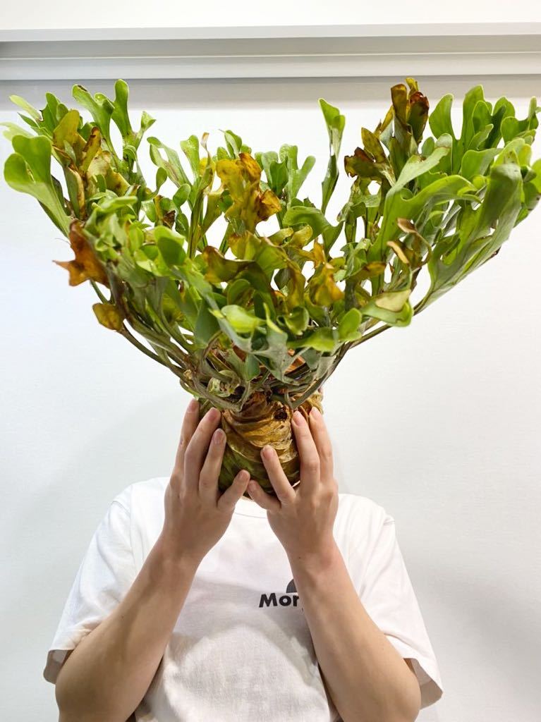 1円スタート】Platycerium ridleyi 【2022-WR2】インドネシア産