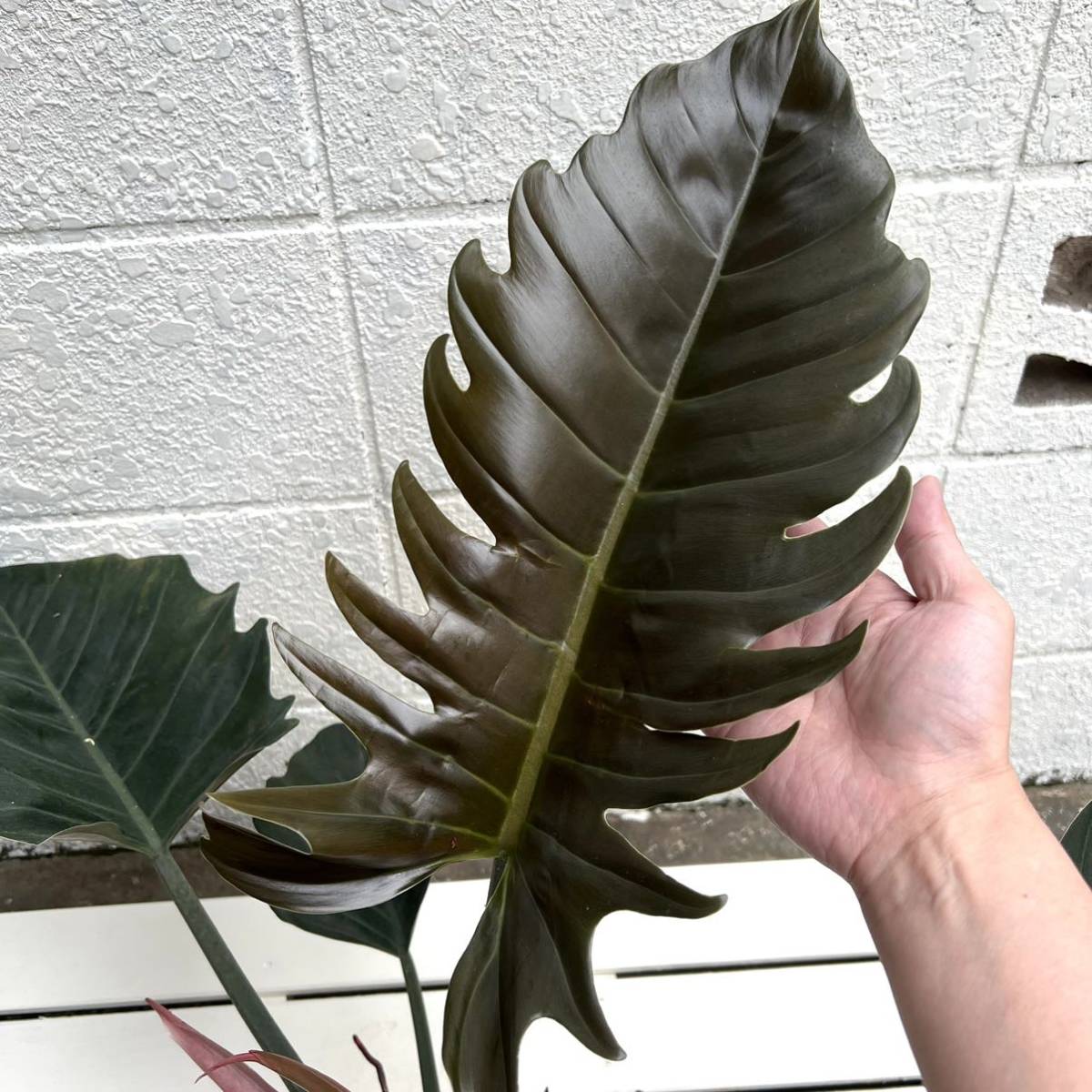KhK》レア大株Philodendron caramel marble フィロデンドロン KhK》レア大株Philodendron caramel marble フィロデンドロン