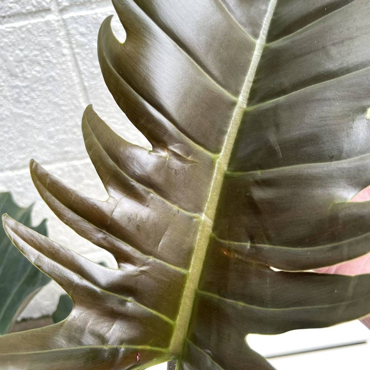 KhK》レア大株Philodendron caramel marble フィロデンドロン KhK》レア大株Philodendron caramel marble フィロデンドロン