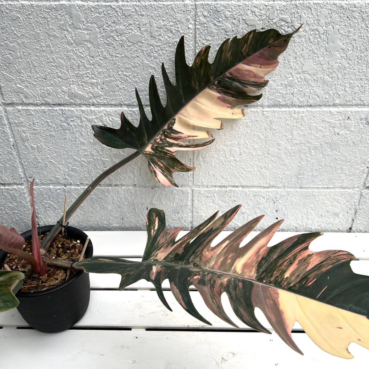 KhK》レア大株Philodendron caramel marble フィロデンドロン KhK》レア大株Philodendron caramel marble フィロデンドロン