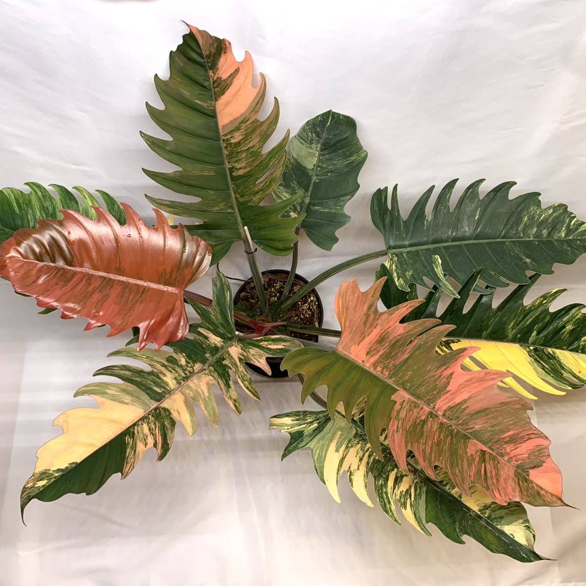 KhK》レア大株Philodendron caramel marble フィロデンドロン KhK》レア大株Philodendron caramel marble フィロデンドロン