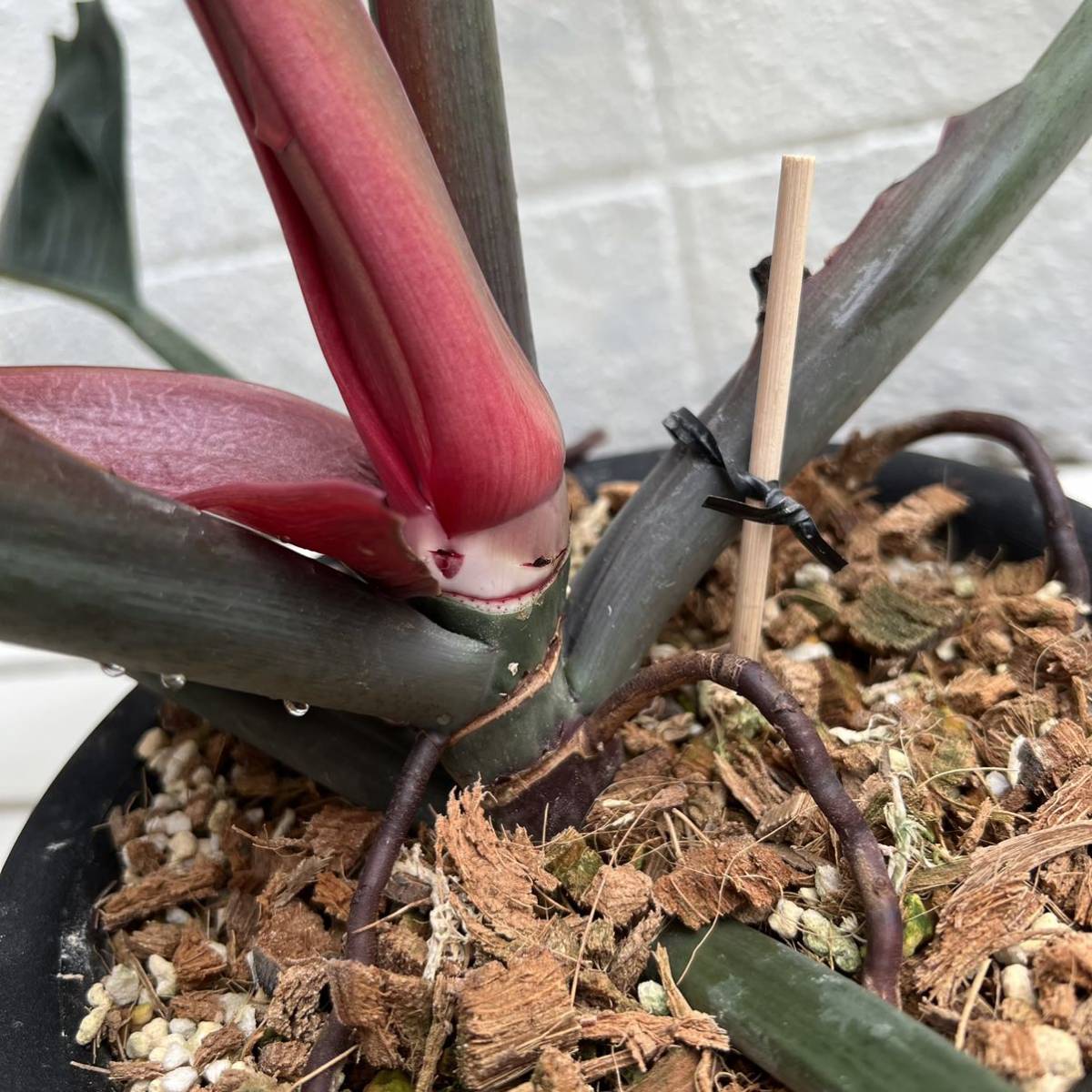 KhK》レア大株Philodendron caramel marble フィロデンドロン KhK》レア大株Philodendron caramel marble フィロデンドロン