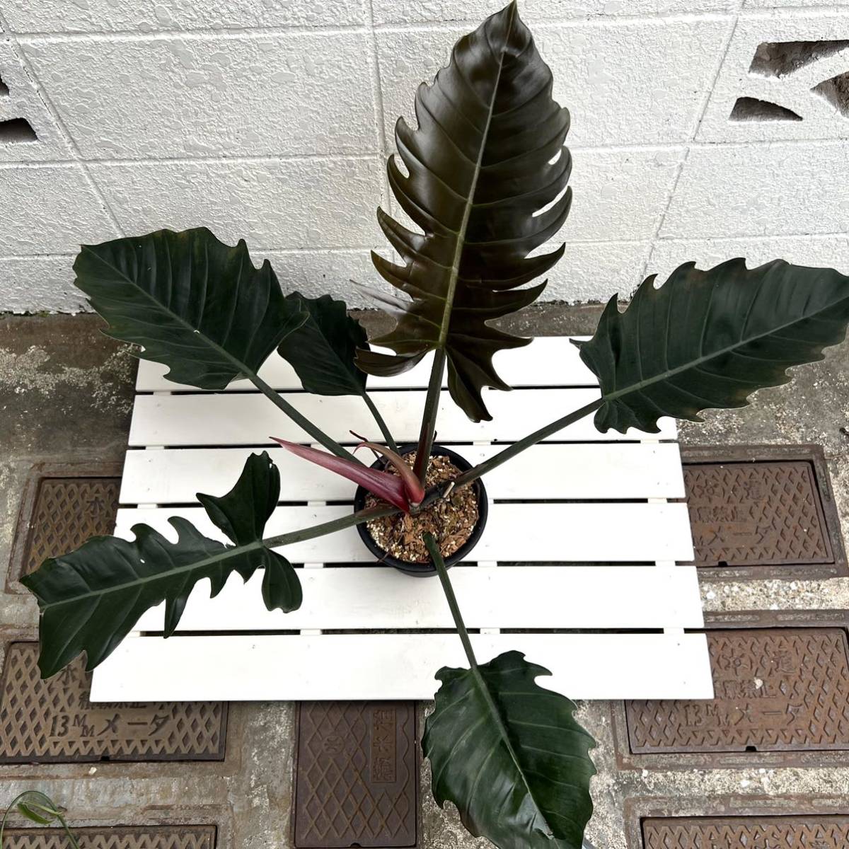 KhK》レア大株Philodendron caramel marble フィロデンドロン KhK》レア大株Philodendron caramel marble フィロデンドロン