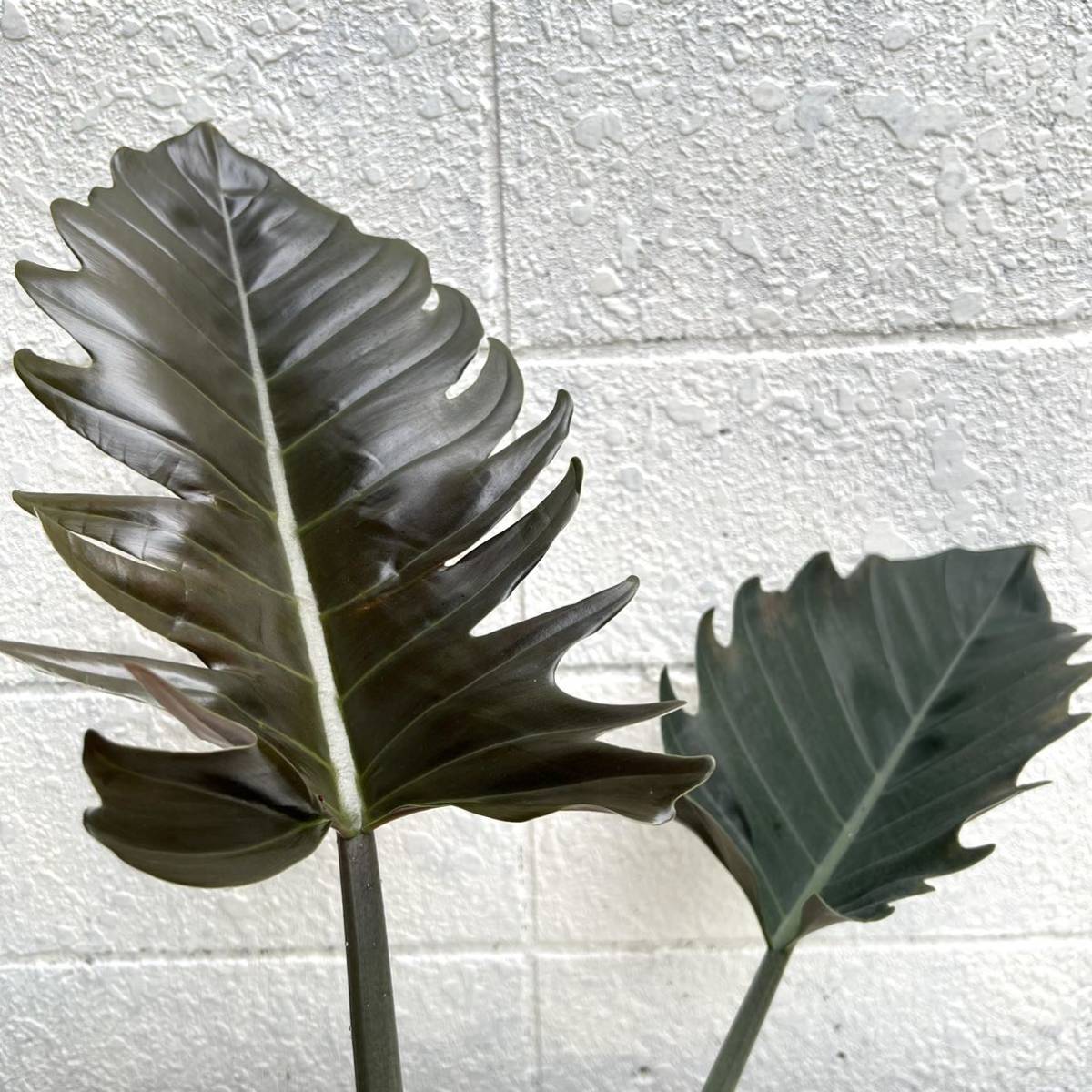 KhK》レア大株Philodendron caramel marble フィロデンドロン KhK》レア大株Philodendron caramel marble フィロデンドロン