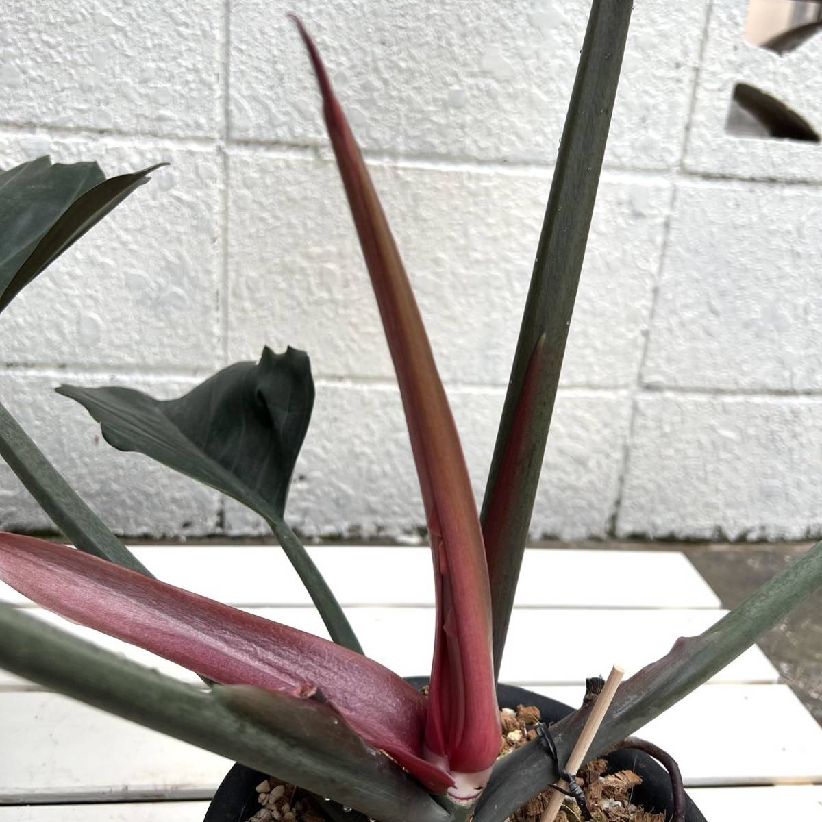 KhK》レア大株Philodendron caramel marble フィロデンドロン KhK》レア大株Philodendron caramel marble フィロデンドロン